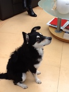 honden foto van Luna