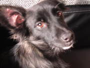 honden foto van Lore