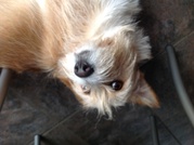 honden foto honden foto van Silsil