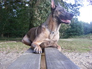 honden foto van Bert & Gemma