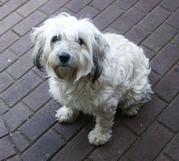 honden foto van chantal