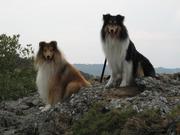 honden foto van Yolanda