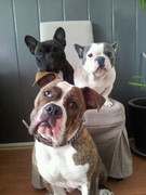 honden foto van chantal