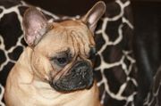 honden foto van Cadbury Angels