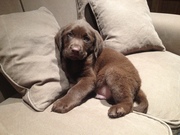 honden foto van Devos Patrick 