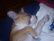 honden foto van Suleika