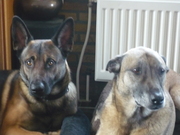 honden foto van ingrid