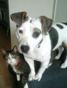 honden foto van kitty