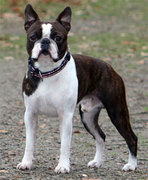 honden foto van Lies