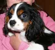 honden foto van Jo Tummers