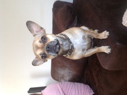 honden foto van Dianta