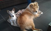 honden foto van Gea Doldersum