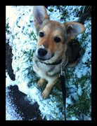 honden foto van Patricia
