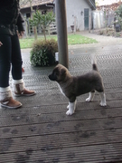 honden foto van daphne