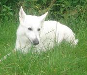 honden foto van White2005