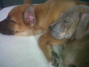 honden foto van Celine