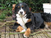 honden foto honden foto van muis