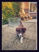 honden foto van Flynn