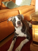 honden foto honden foto van Claudia