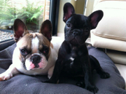 honden foto van Jurgen, Veke, Zinah & Milly