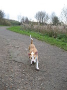 honden foto van Marloes