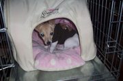 honden foto van vanden berg sandra