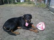 honden foto van wesley