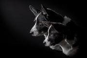 honden foto van Marinda - Jarvis & Parker