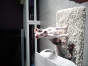 honden foto van vito