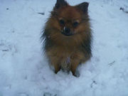 honden foto van Laura&Lola