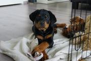 honden foto honden foto van Annika