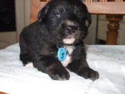 honden foto van Claire