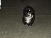 honden foto van elaine