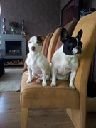 honden foto van Linda