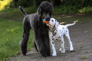 honden foto van Judith