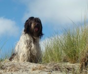 honden foto van sjara 