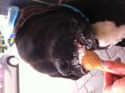 honden foto van diana
