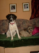 honden foto van loesje