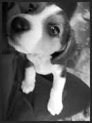 honden foto honden foto van Pico & Obii