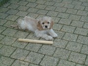 honden foto van rini