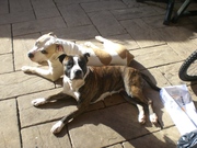 honden foto van gerda