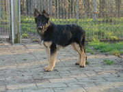 honden foto honden foto van peter