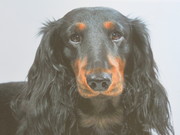 honden foto van Monique Machielsen-Verhagen