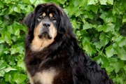 honden foto van Monika Knispel