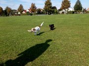 honden foto van Morris Merza