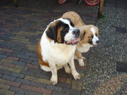 honden foto van peter van der vlies