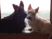 honden foto van Y.Breurken