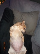 honden foto van Annick 