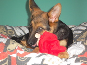 honden foto van Natasha Van Steertegem