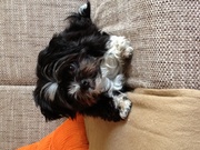 honden foto van Brenda vd Berg